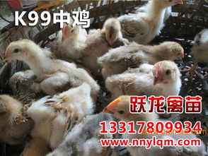 黔西南雞苗與廣西實惠的貴州雞苗 生產、價格及選購指南