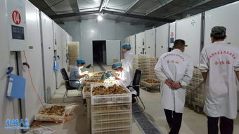 永城土雞苗銷售及商品雞回收 一站式養殖解決方案