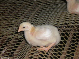 雞苗價格觸底，機遇何在？——逆勢布局與精細化飼養管理探討