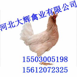 云南雞苗市場動態 價格趨勢與鵝苗對比分析