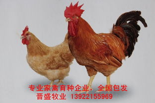 廣東省雞苗產(chǎn)業(yè) 洞察商機與把握未來